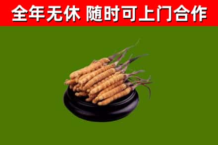 平江回收冬虫夏草